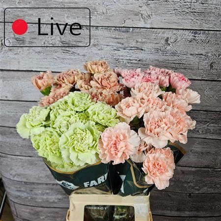 Di St Gemengd Pastel In Fust