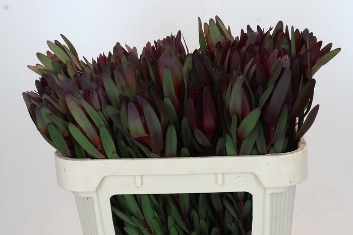 <h4>LEUCAD SAF SUNSET</h4>