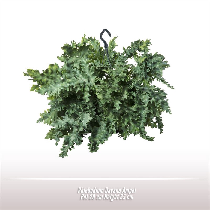 <h4>Phlebodium Davana Ampel</h4>