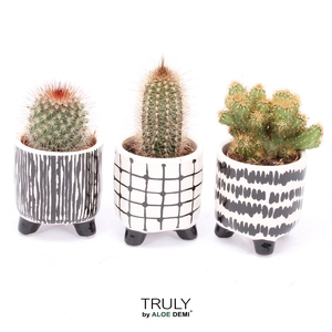 TRULY Cactus, Black White