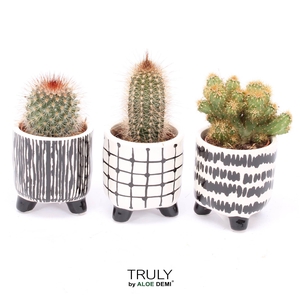 TRULY Cactus, Black White