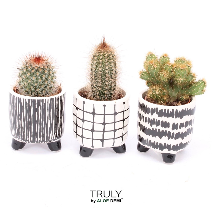 <h4>TRULY Cactus, Black White</h4>