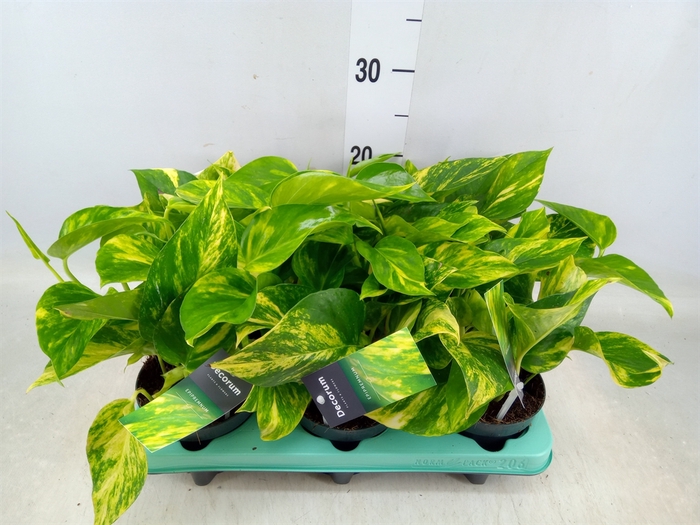 <h4>Epipremnum pinn. 'Hicolor'</h4>