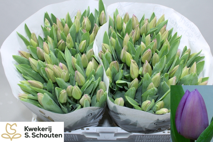 <h4>TU EN ALIBI</h4>