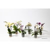 PHALAENOPSIS-HYBRID