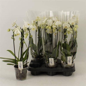 PHAL EL CASCADE