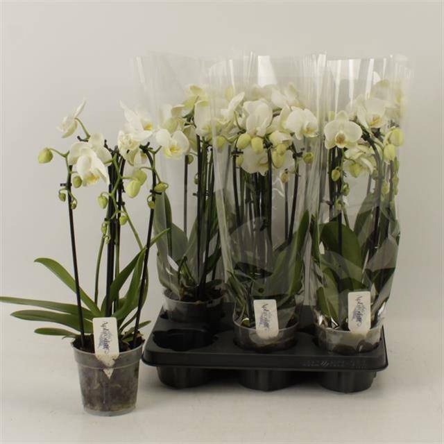 <h4>PHAL EL CASCADE</h4>