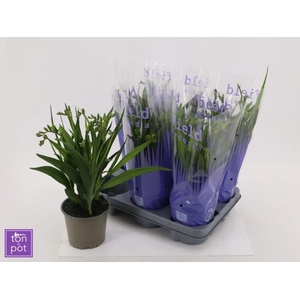 FREESIA OV