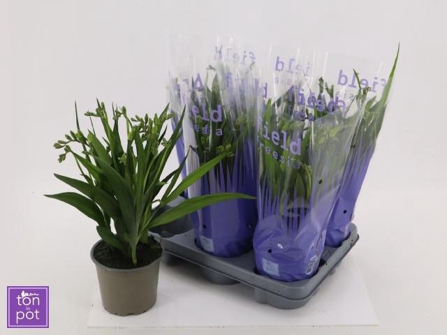 <h4>FREESIA OV</h4>