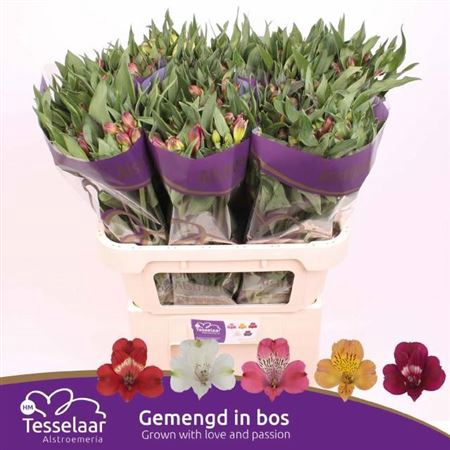 <h4>Alstr Gem In Bos</h4>