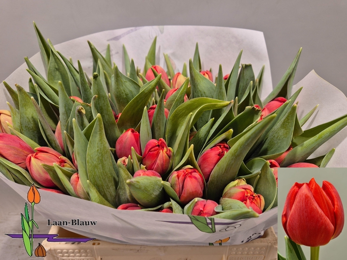 <h4>TU DU OLD FAITHFUL</h4>