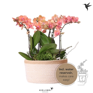 Kolibri Orchids Jungle orange Basket white with wateringsystem