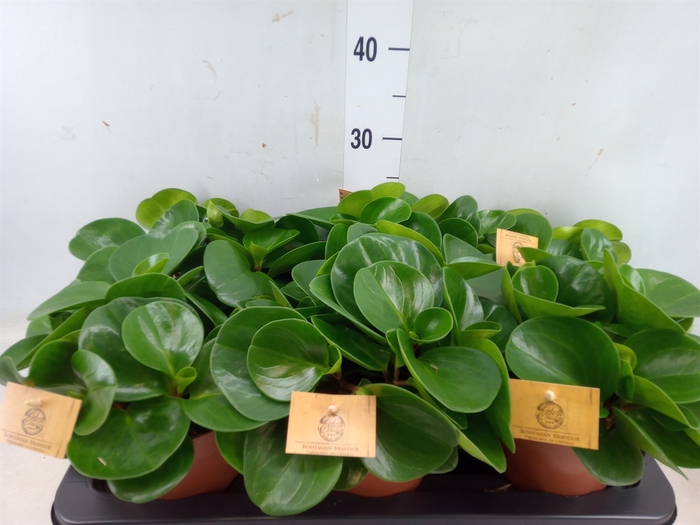 <h4>Peperomia obt. 'Green Gold'</h4>