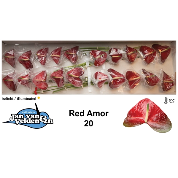 <h4>Anth A Red Amor 9 cm X20 Jan van Velden</h4>