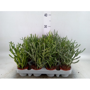 Euphorbia tirucalli