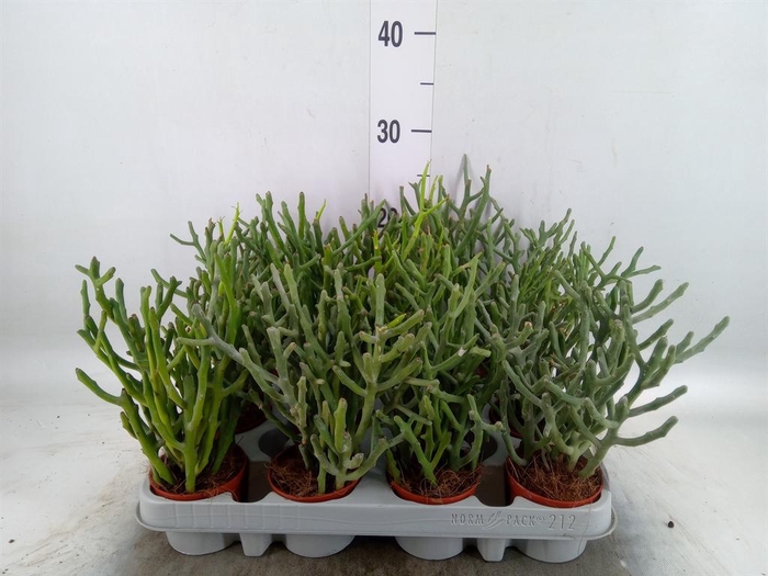<h4>Euphorbia tirucalli</h4>