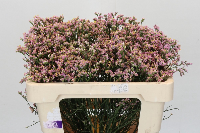 <h4>Limonium sinense Blush Diamond</h4>