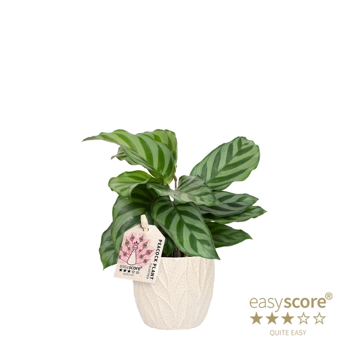 <h4>CALATHEA SPECIES FREDDY P7 LEAF SA</h4>