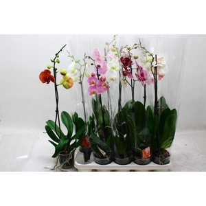 PHAL GEM