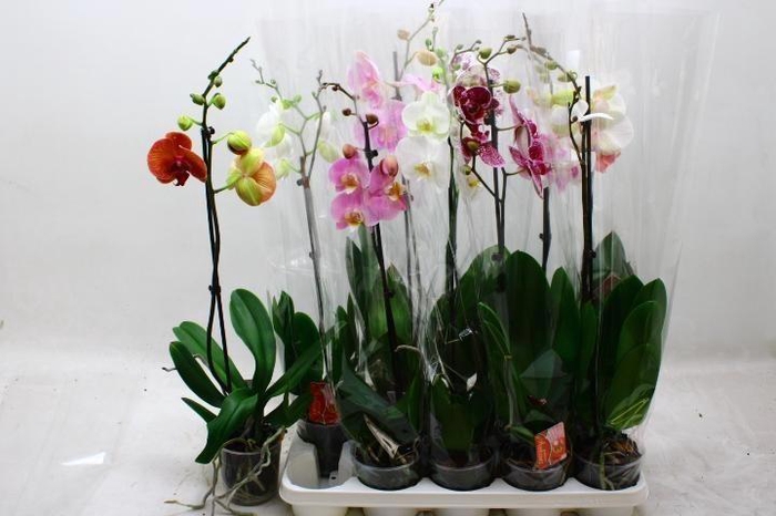 <h4>PHAL GEM</h4>