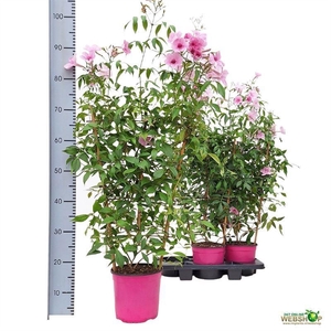 PAND JASMINOIDES