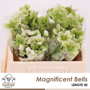 HELL  MAGNIFIC BELLS