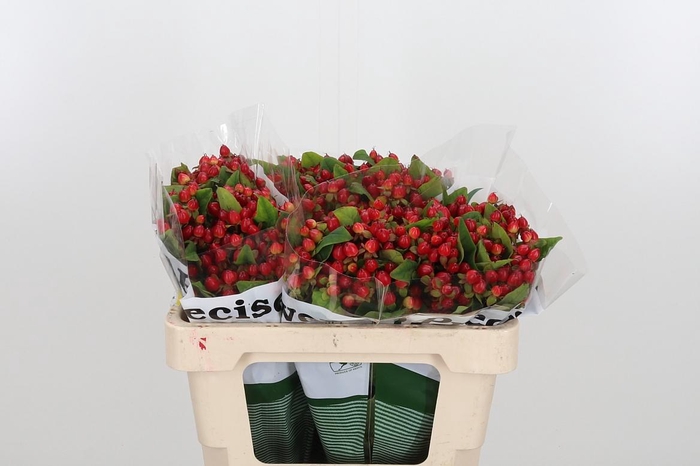 <h4>Hyp Mag Triumph</h4>