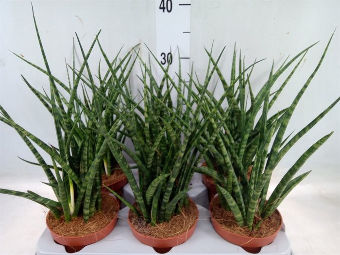 <h4>Sansevieria   ...</h4>