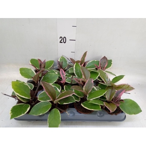 Hoya carnosa 'Floraganza Flamingo'