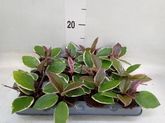 <h4>Hoya carnosa 'Floraganza Flamingo'</h4>