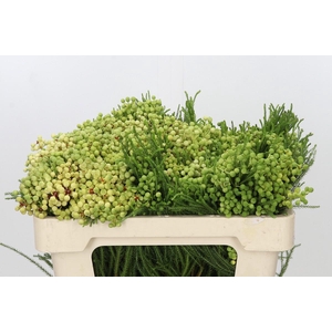 Kaaps Groen Lanuginosa