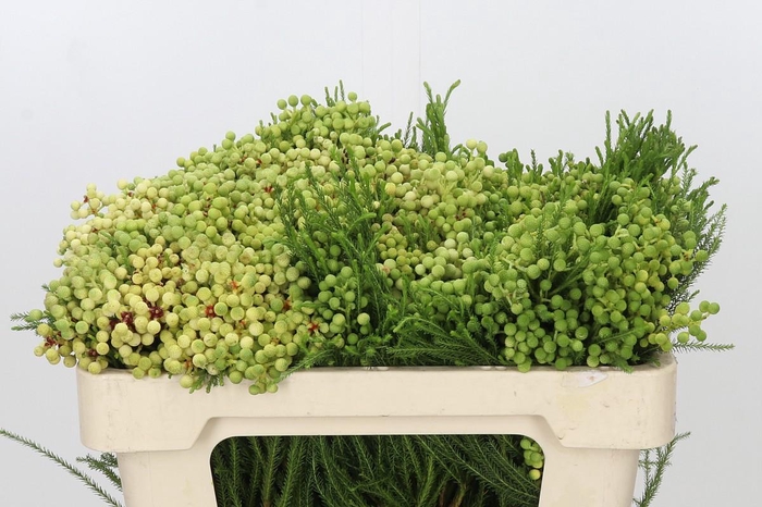 <h4>Kaaps Groen Lanuginosa</h4>