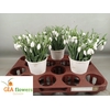 GALANTHUS NIVALIS BS