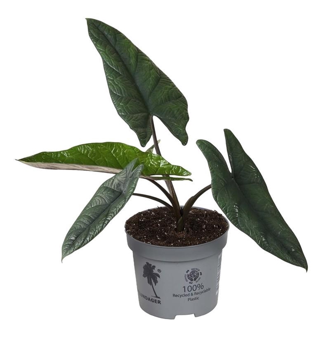 <h4>ALOCASIA p12</h4>