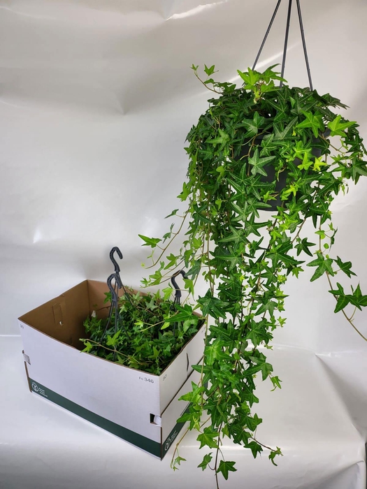 <h4>HED HE JACOBINE</h4>