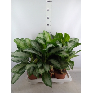 Aglaonema  'Silver Bay'