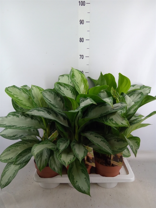 <h4>Aglaonema  'Silver Bay'</h4>