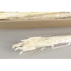 DF Triticum Bleached Bs 100gr