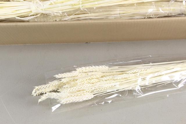 <h4>DF Triticum Bleached Bs 100gr</h4>