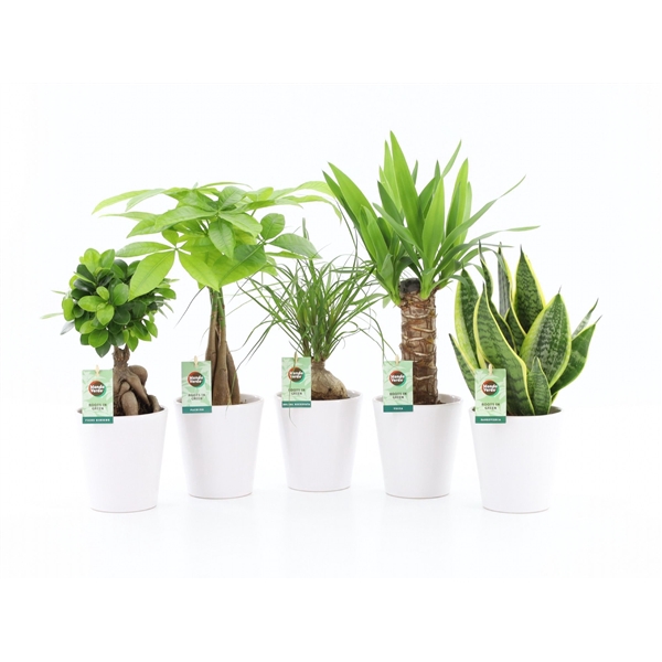 Easy to Care Mix in Wit Keramiek
