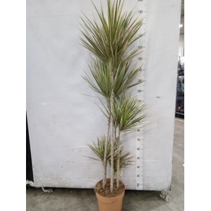 Dracaena marg. 'Bicolor'