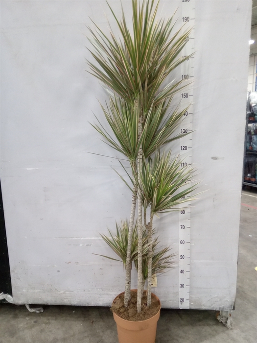 <h4>Dracaena marg. 'Bicolor'</h4>