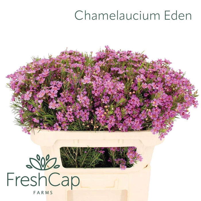 <h4>Chamelaucium Eden</h4>
