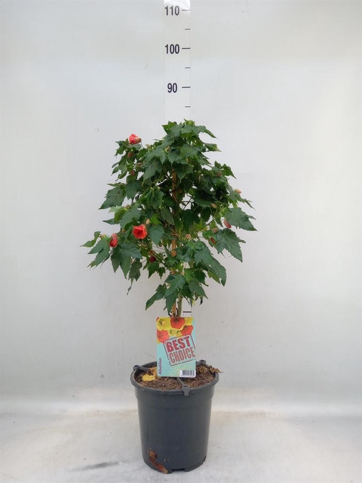 <h4>Abutilon ...</h4>