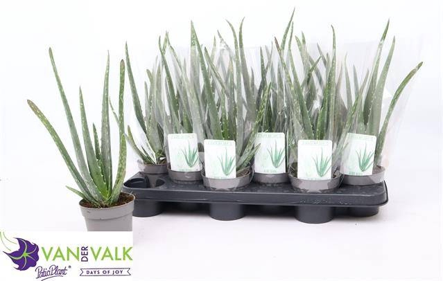 <h4>ALOE VERA</h4>