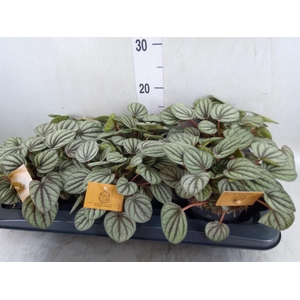 Peperomia