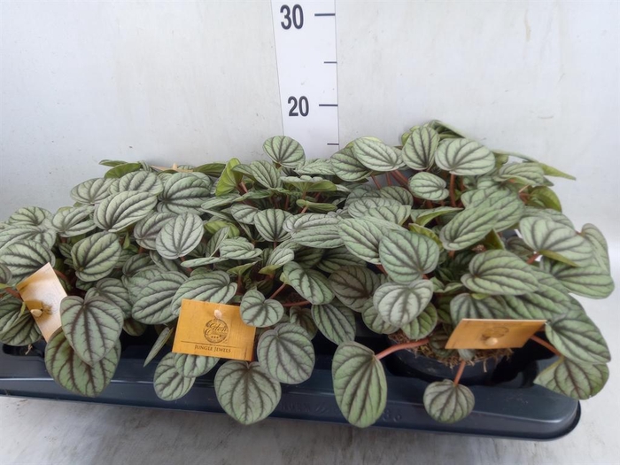 <h4>Peperomia</h4>