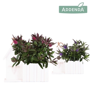 Hebe Addenda Donna mix in Birdhouse white