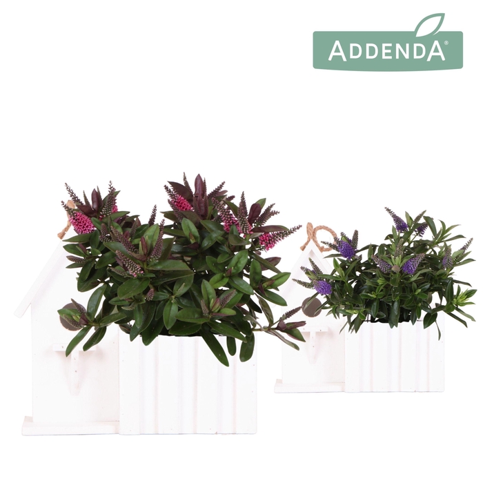 <h4>Hebe Addenda Donna mix in Birdhouse white</h4>