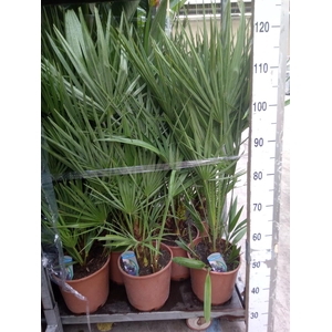Chamaerops humilis